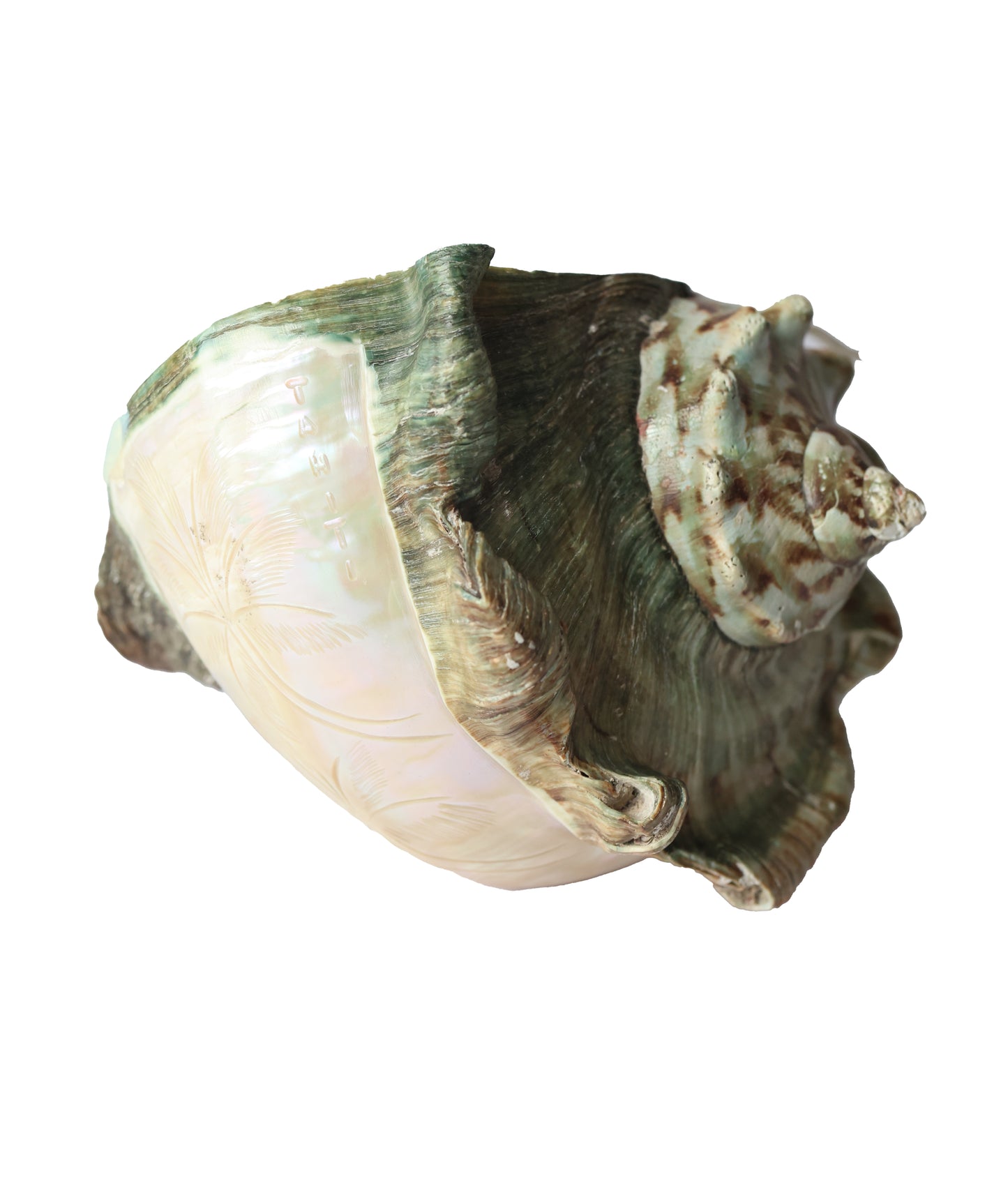 Vintage Tahitian Turbo Shell Lamp