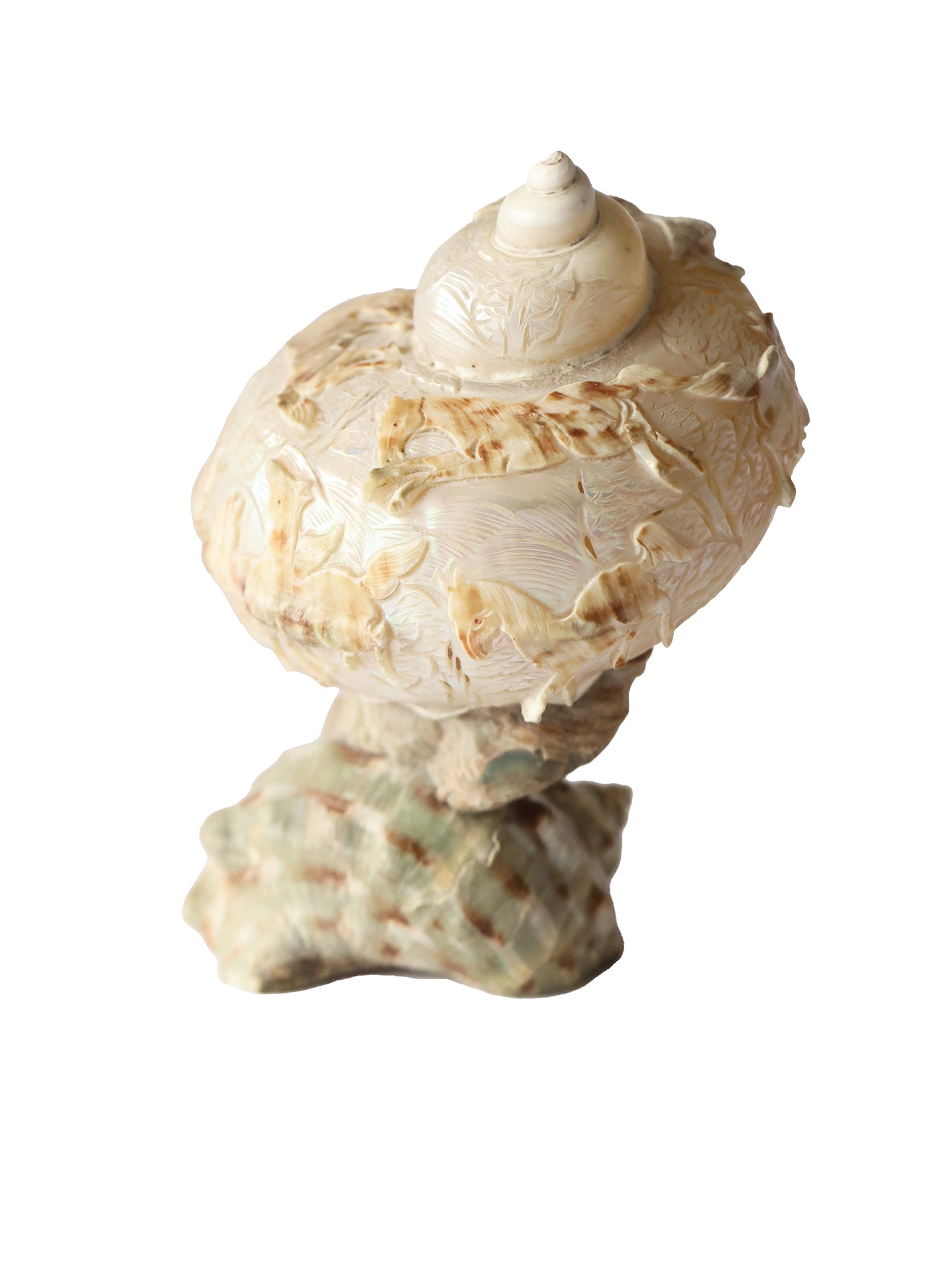 Antique Turbo Horse Carved Shell Lamp