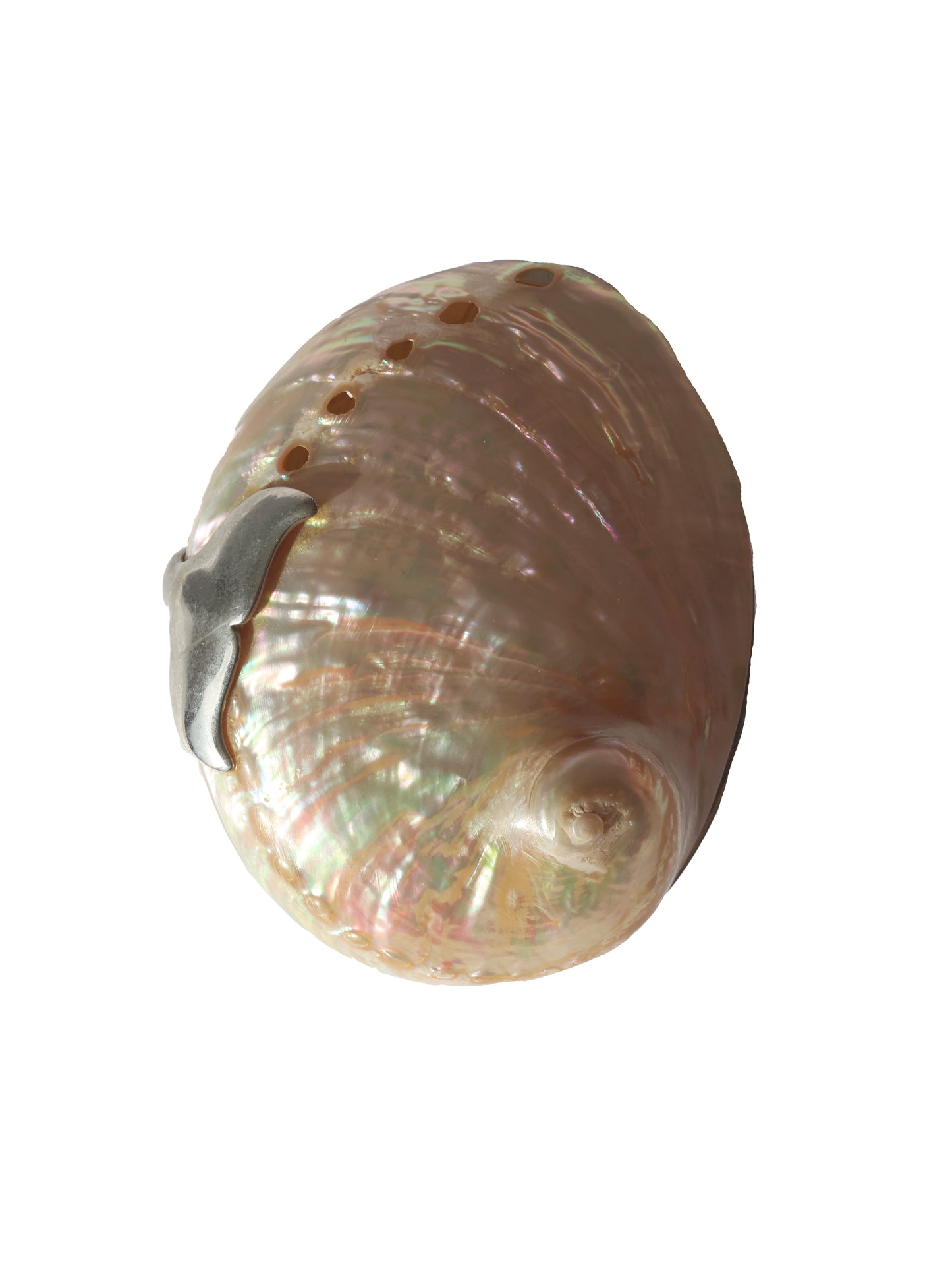 RARE 1990s Whale Tail Abalone Shell Box