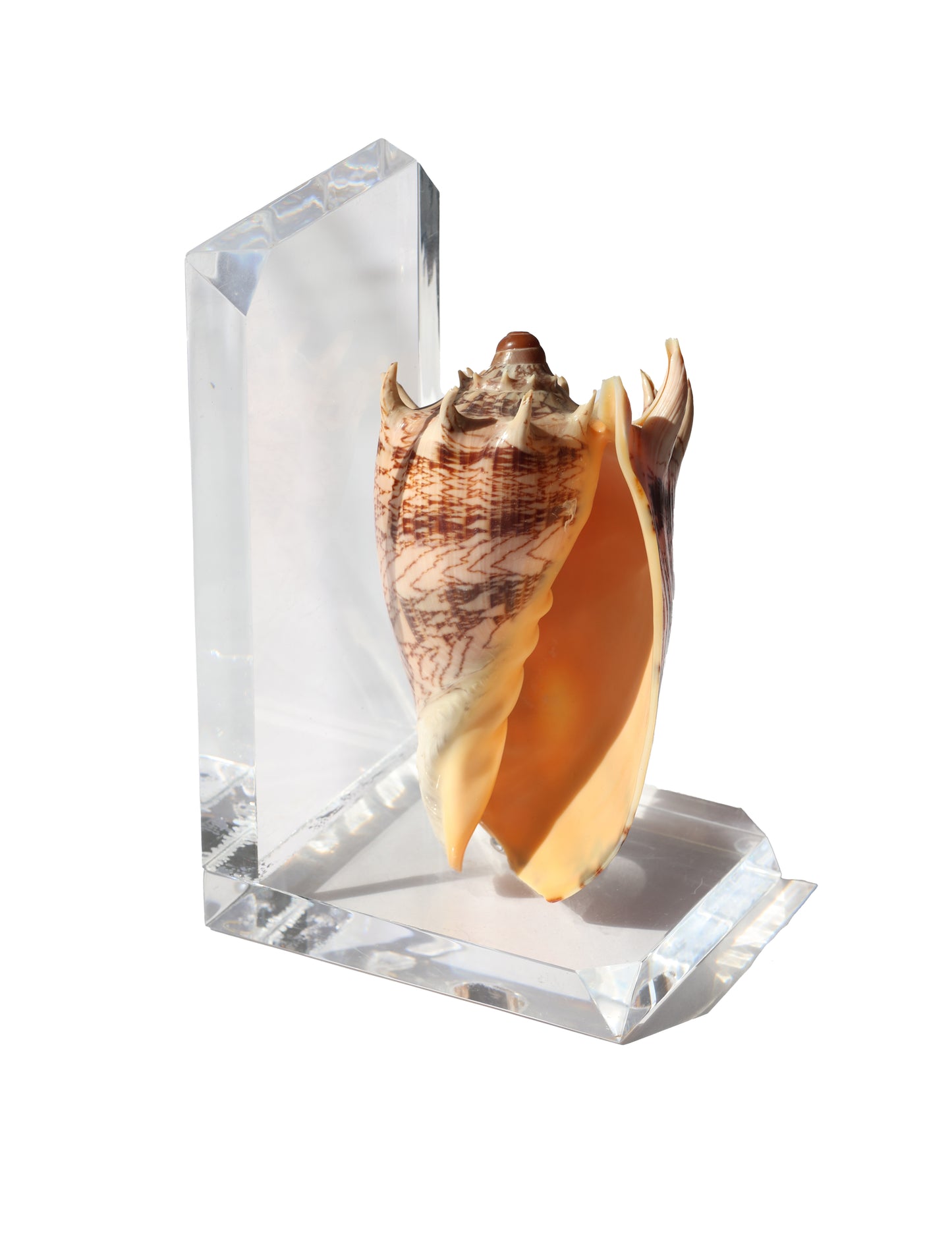 Vintage Shell Acrylic Bookend