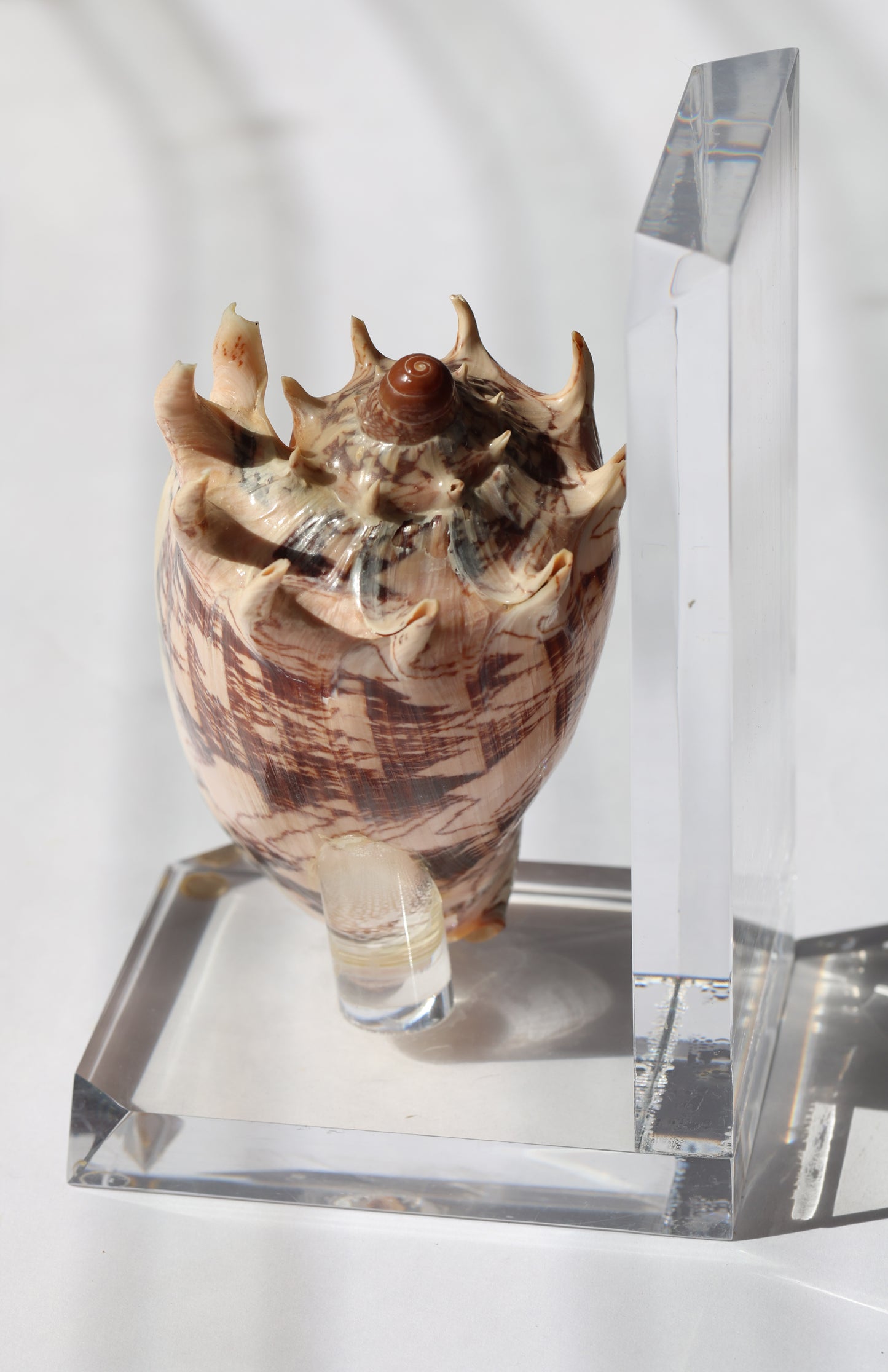 Vintage Shell Acrylic Bookend