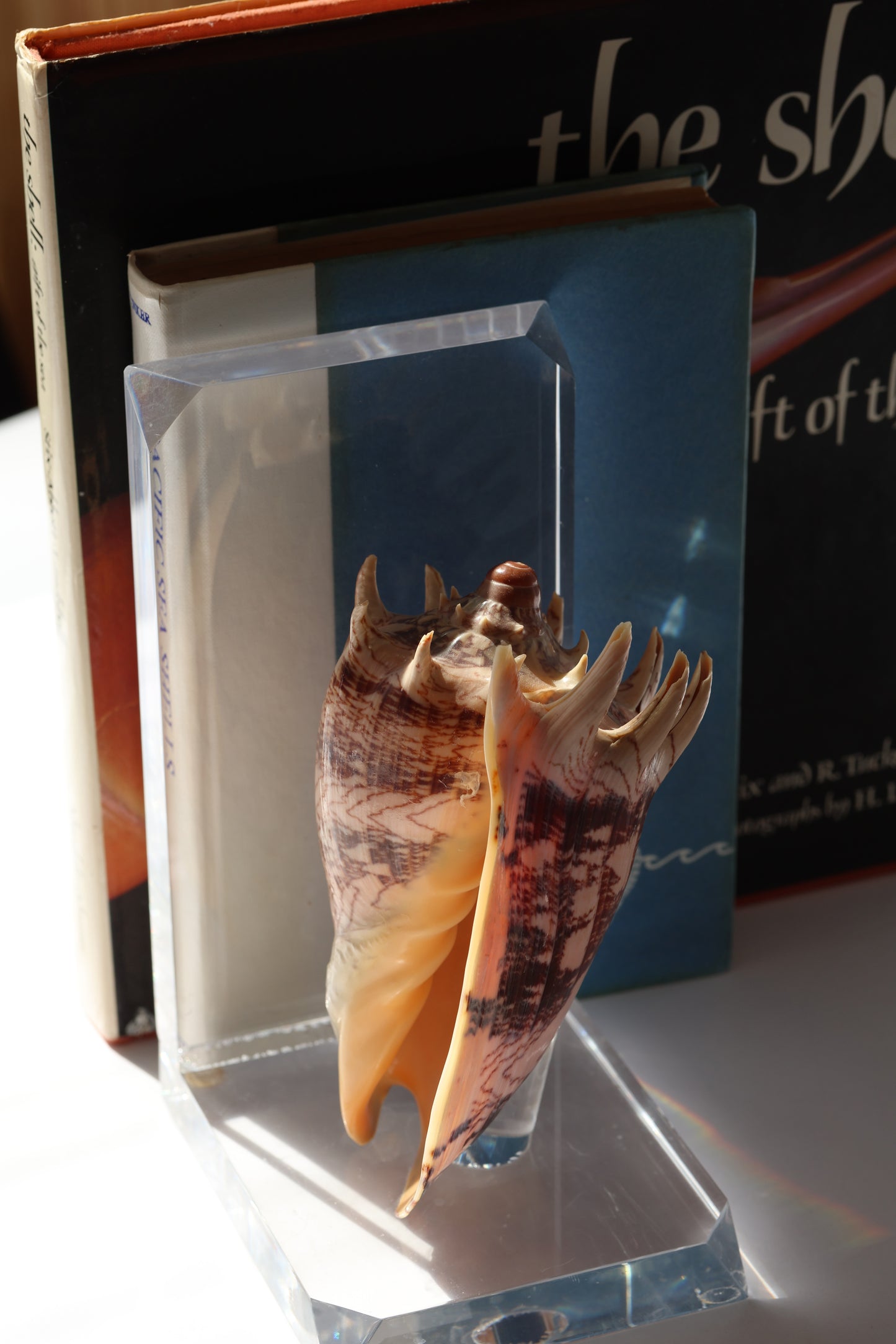 Vintage Shell Acrylic Bookend