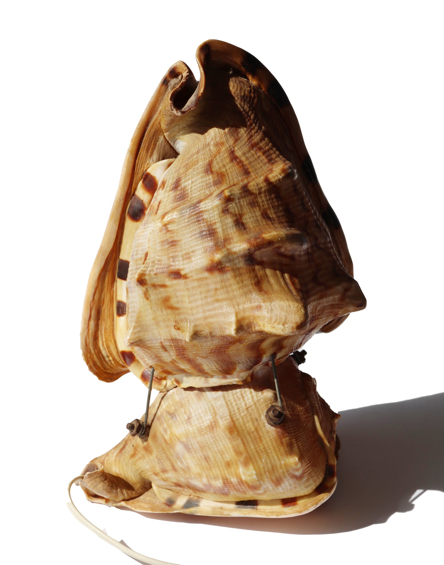 Vintage Double Conch Shell Lamp