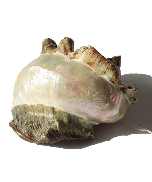 Vintage Tahitian Turbo Shell Lamp