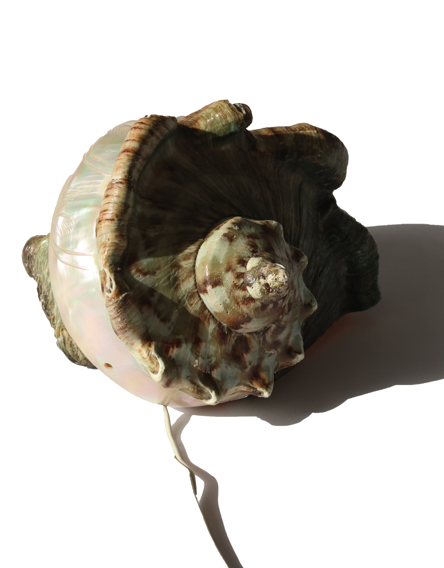 Vintage Tahitian Turbo Shell Lamp