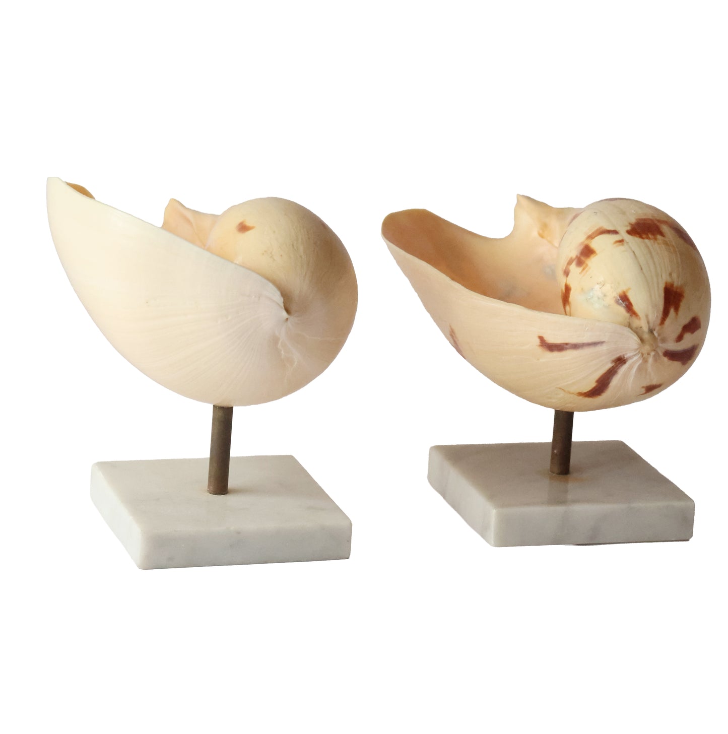 RARE Vintage Shell Pedestal Set