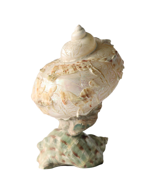 Antique Turbo Horse Carved Shell Lamp