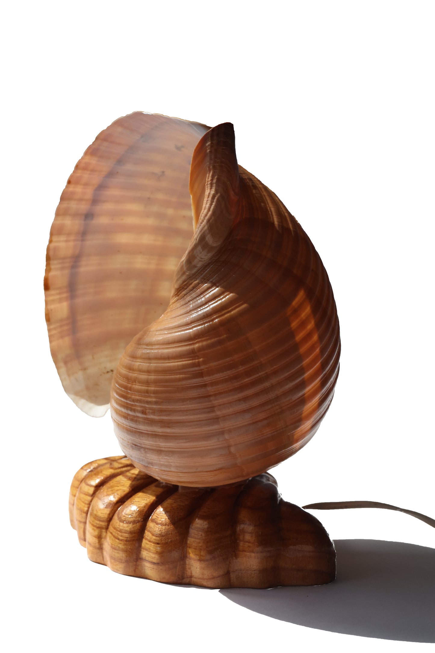 Vintage Giant Tonna Shell Lamp