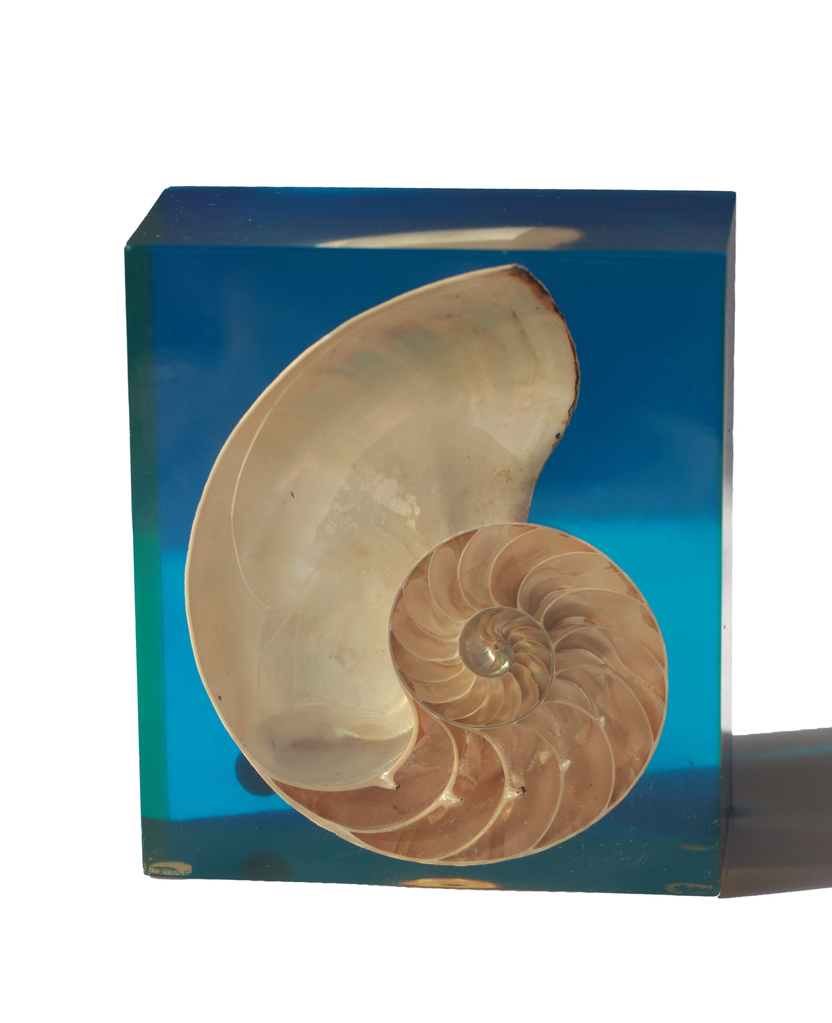 Vintage French Nautilus Shell Block