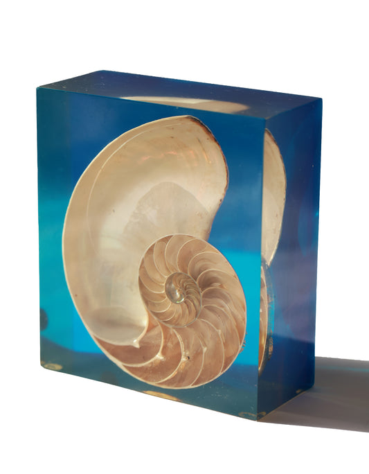 Vintage French Nautilus Shell Block
