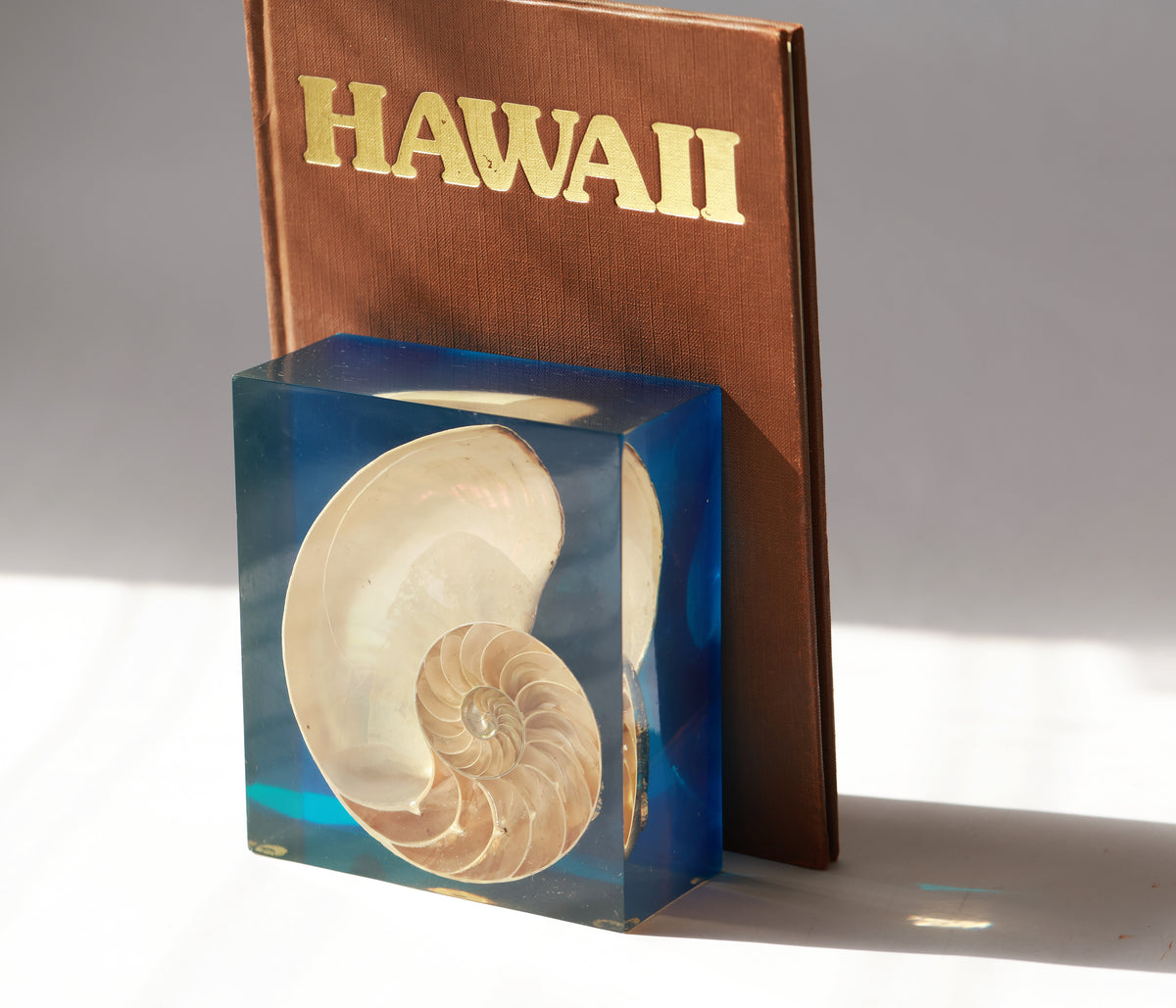 Vintage French Nautilus Shell Block