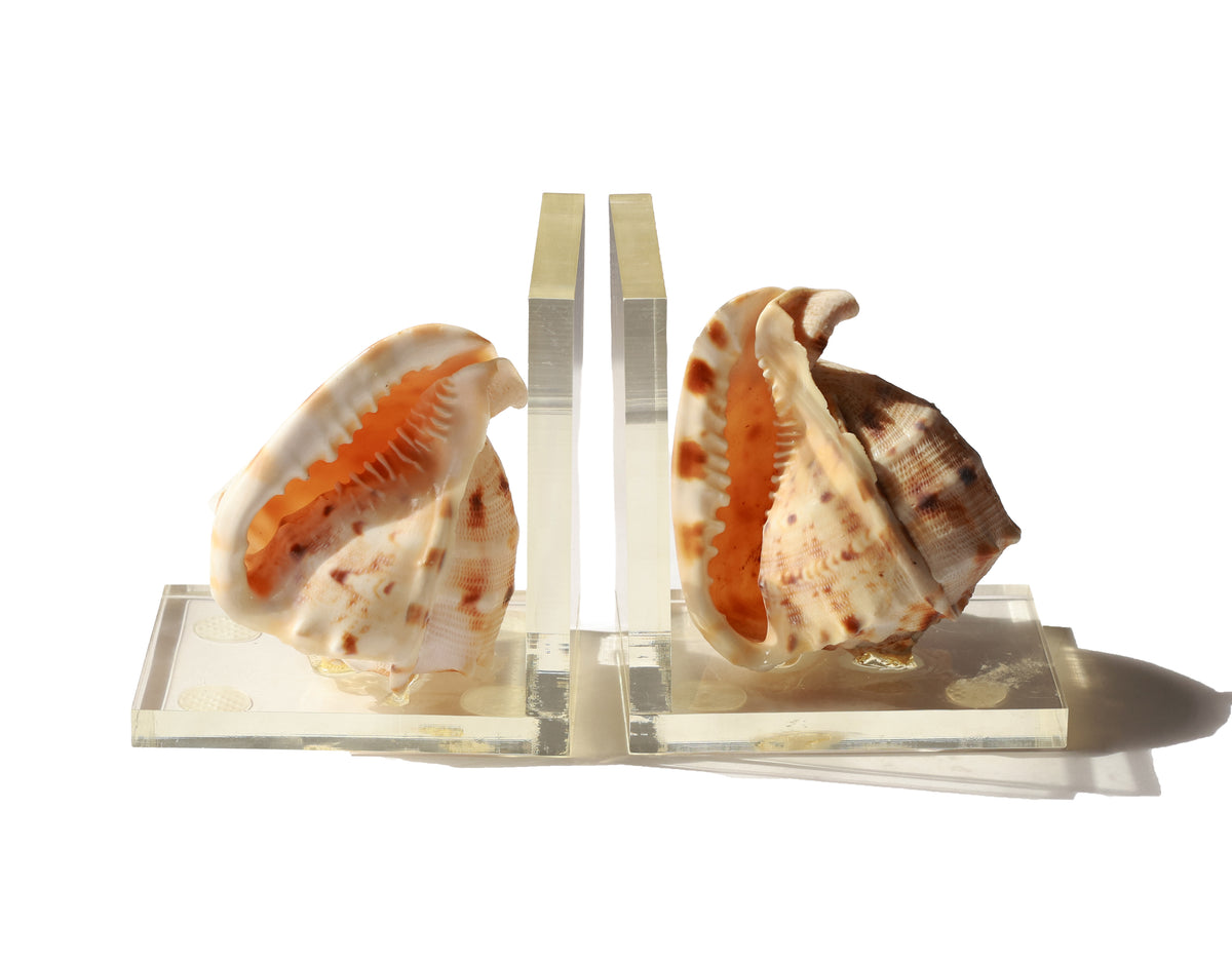 Vintage Conch Shell Acrylic Bookend
