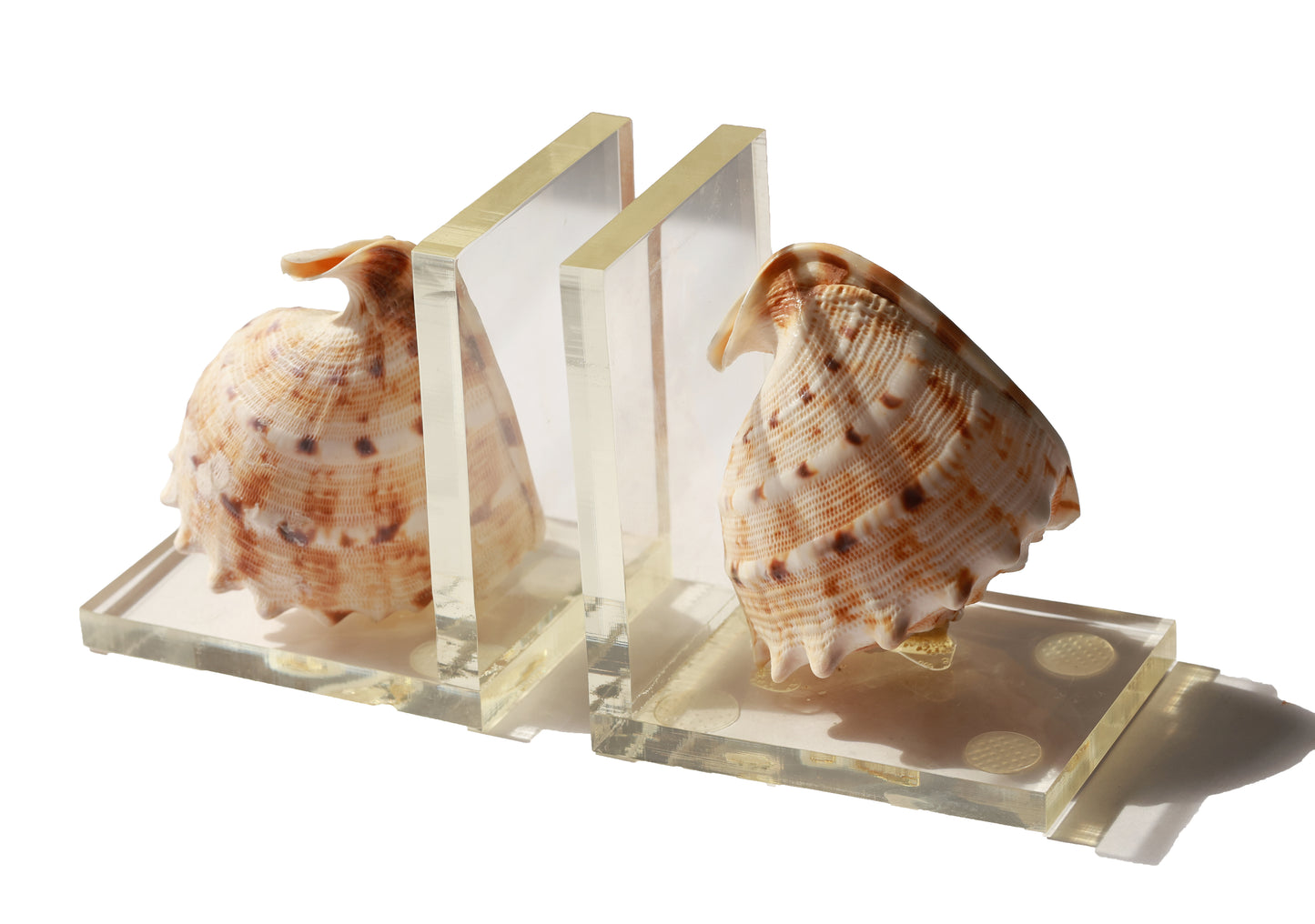 Vintage Conch Shell Acrylic Bookend