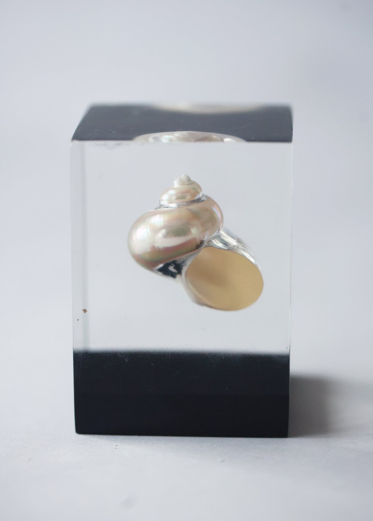 Vintage Shell Acrylic Paperweight