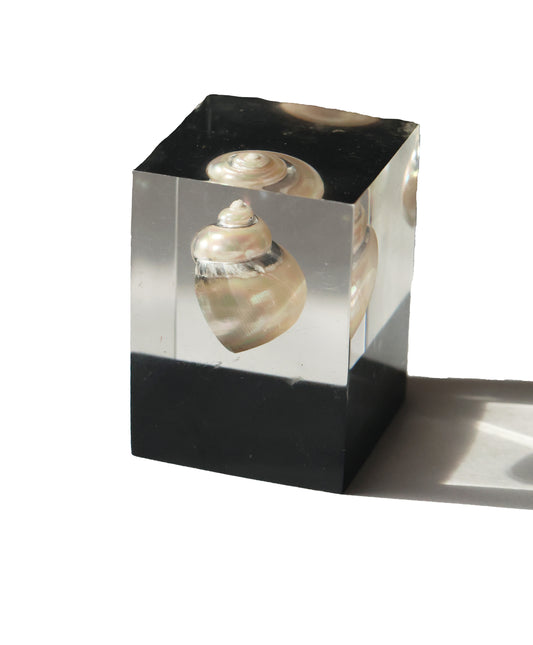 Vintage Shell Acrylic Paperweight