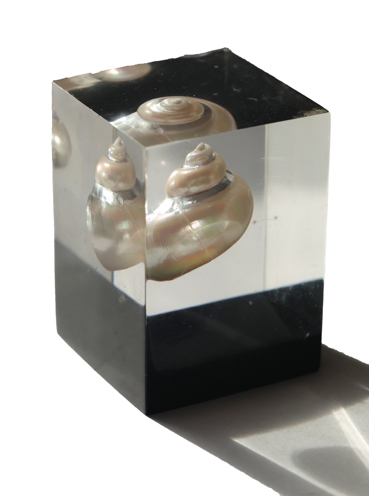 Vintage Shell Acrylic Paperweight