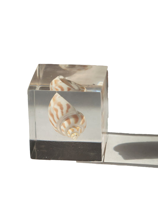 Vintage Shell Acrylic Paperweight