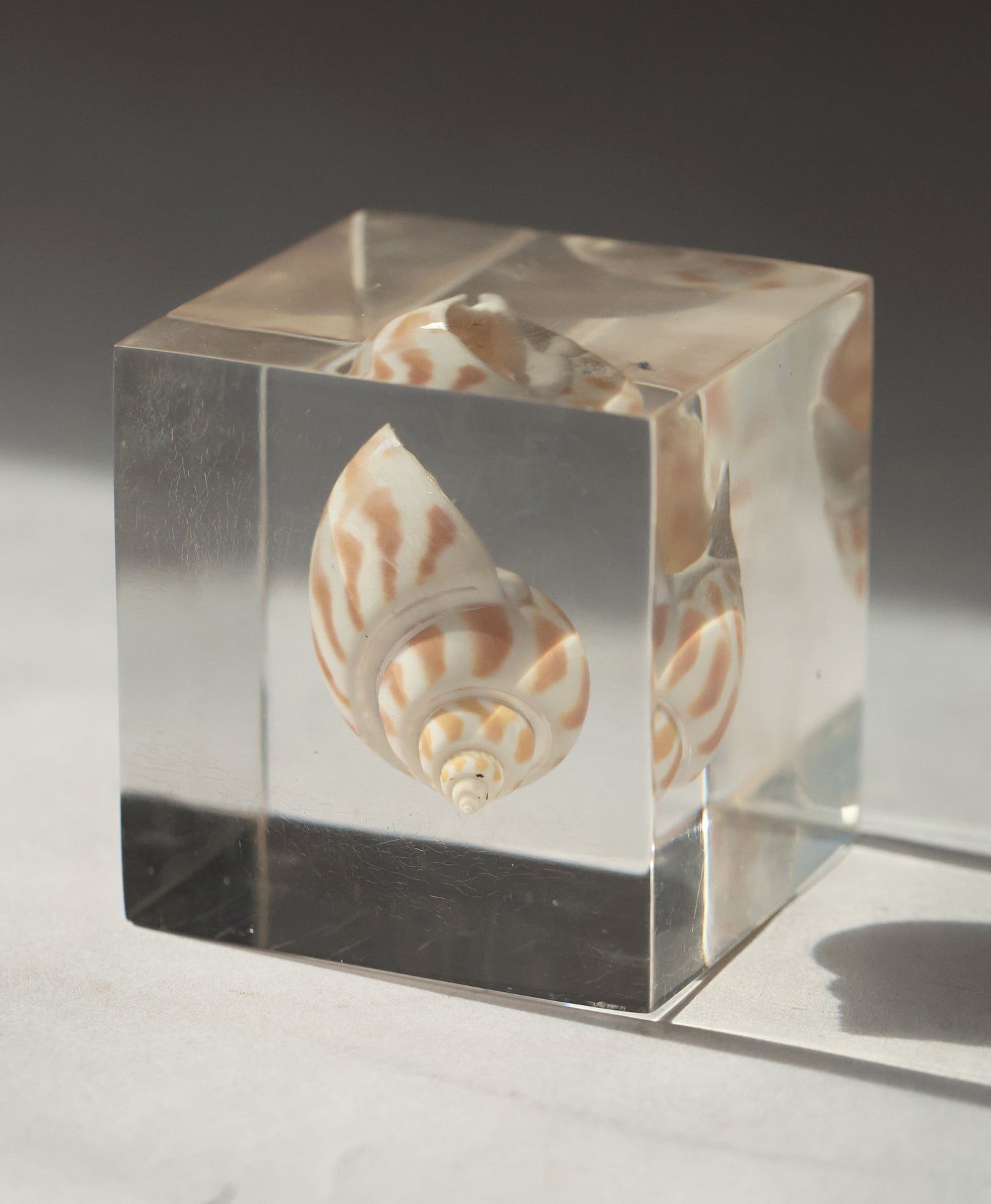 Vintage Shell Acrylic Paperweight