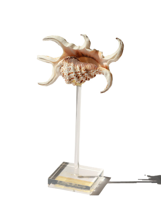 Vintage Spider Conch Shell Specimen