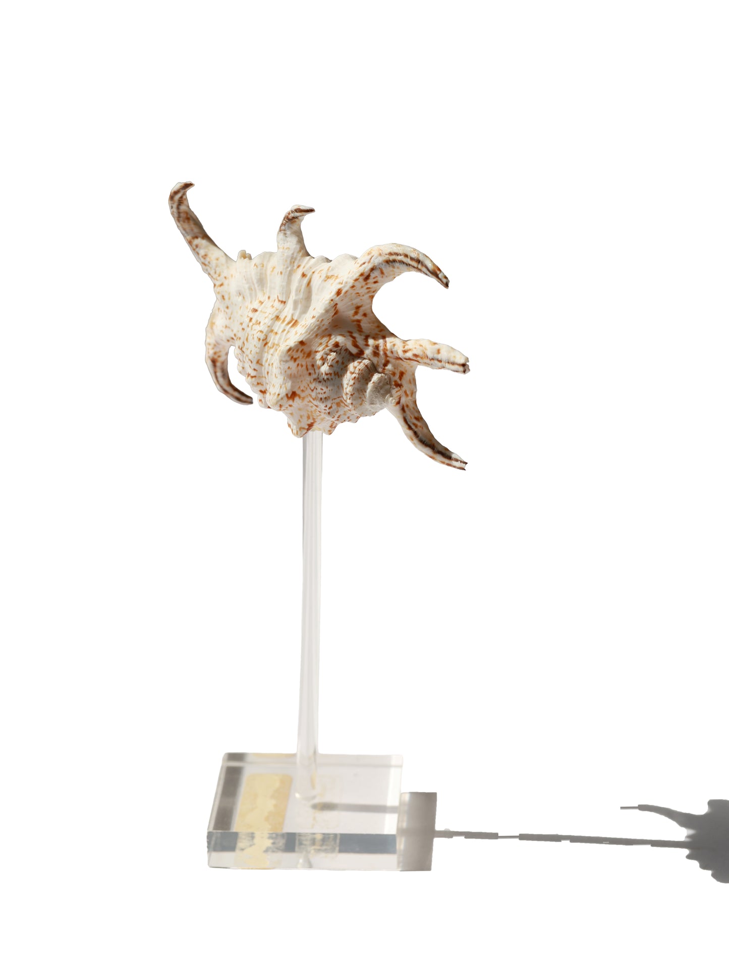 Vintage Spider Conch Shell Specimen
