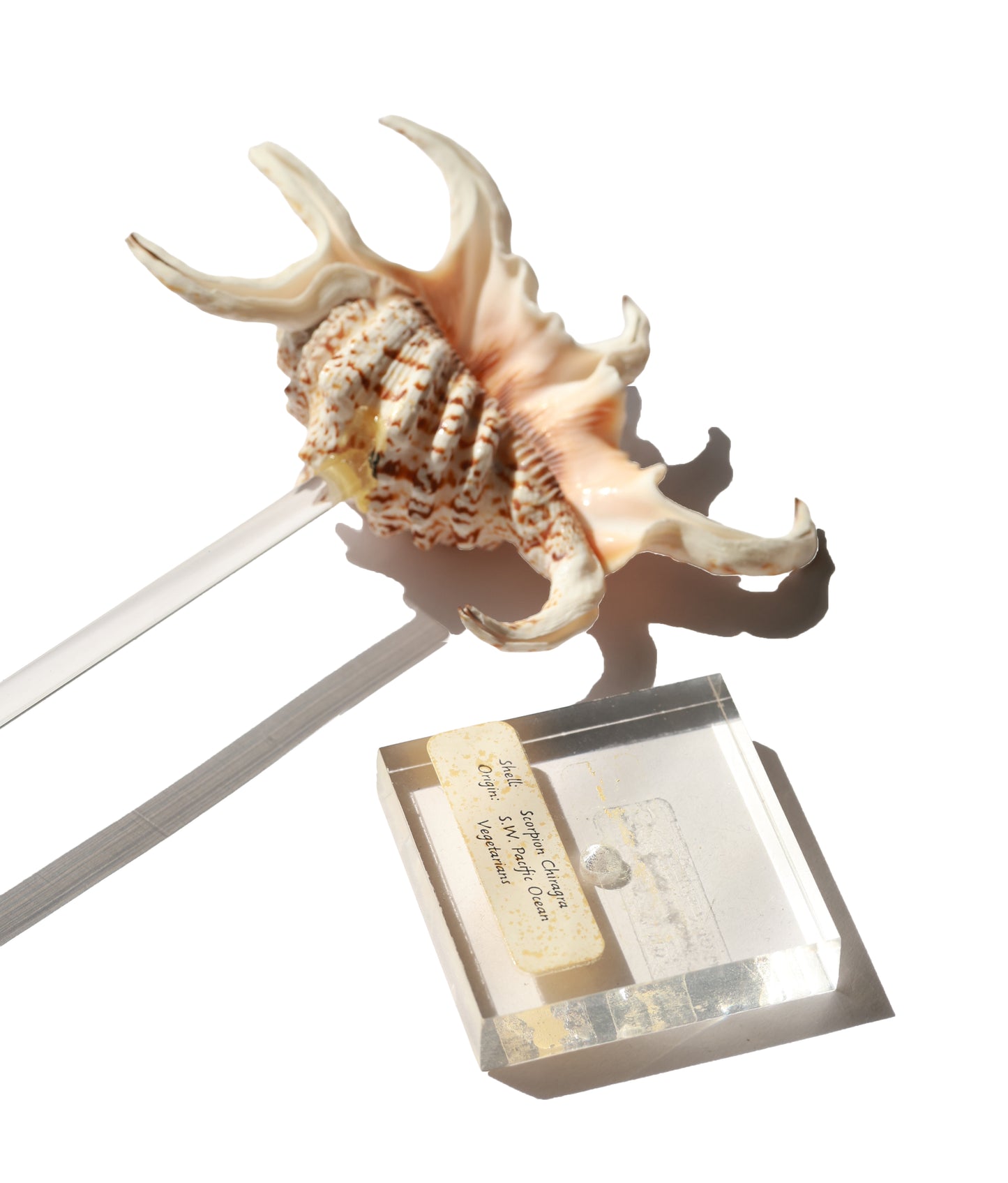 Vintage Spider Conch Shell Specimen