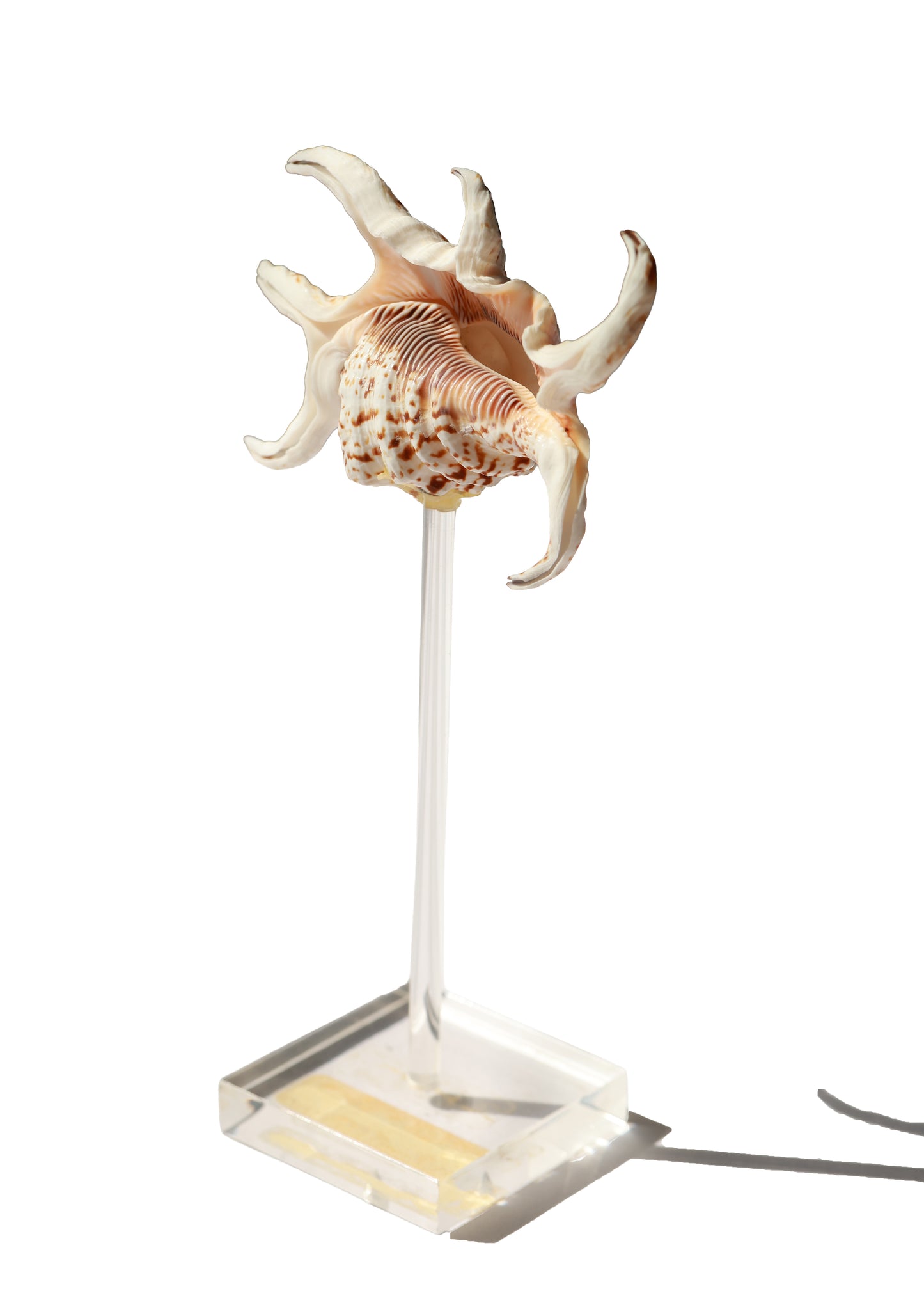 Vintage Spider Conch Shell Specimen