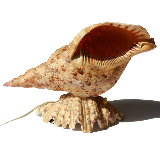 1980s Trumpet Triton Conch Shell Lamp