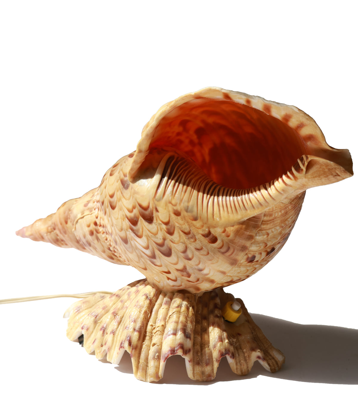 1980s Trumpet Triton Conch Shell Lamp