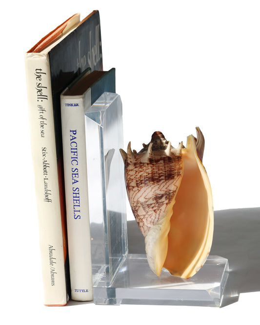 Vintage Shell Acrylic Bookend