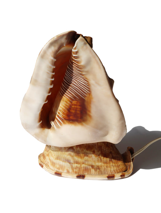 Vintage Double Conch Shell Lamp