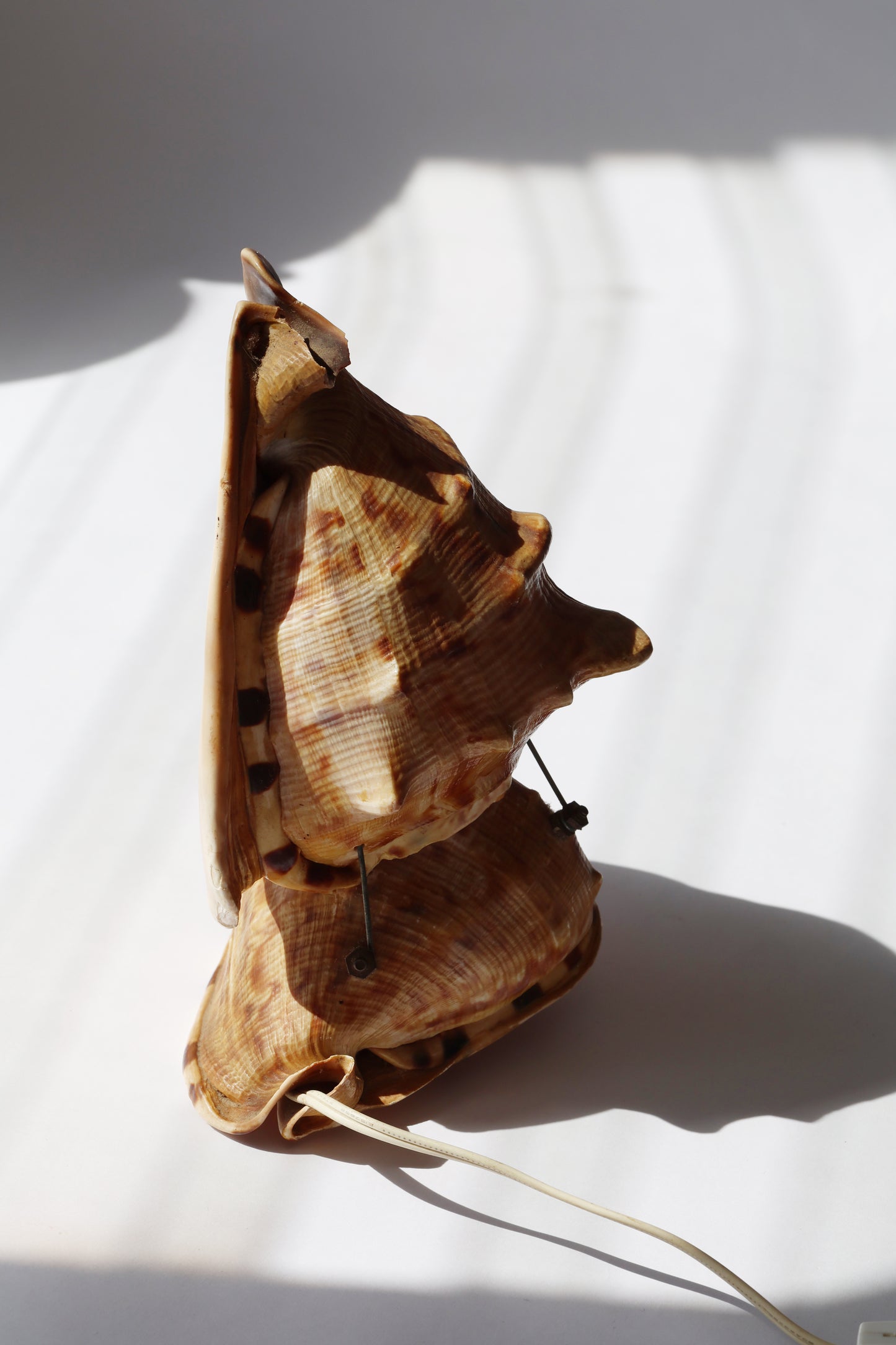 Vintage Double Conch Shell Lamp