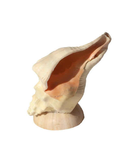 Vintage Whelk Shell Lamp