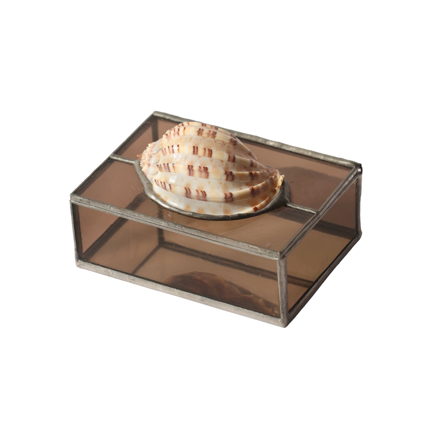 RARE David's Harp Shell Glass Box