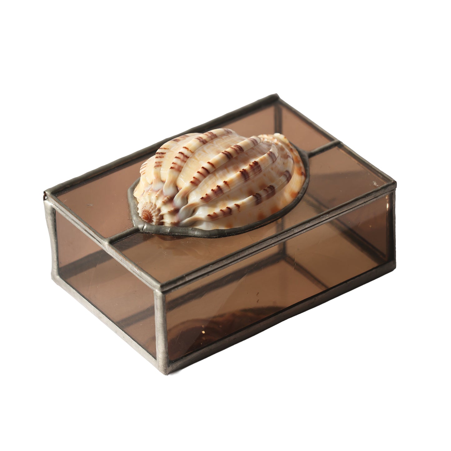 RARE David's Harp Shell Glass Box