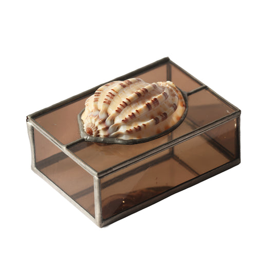 RARE David's Harp Shell Glass Box