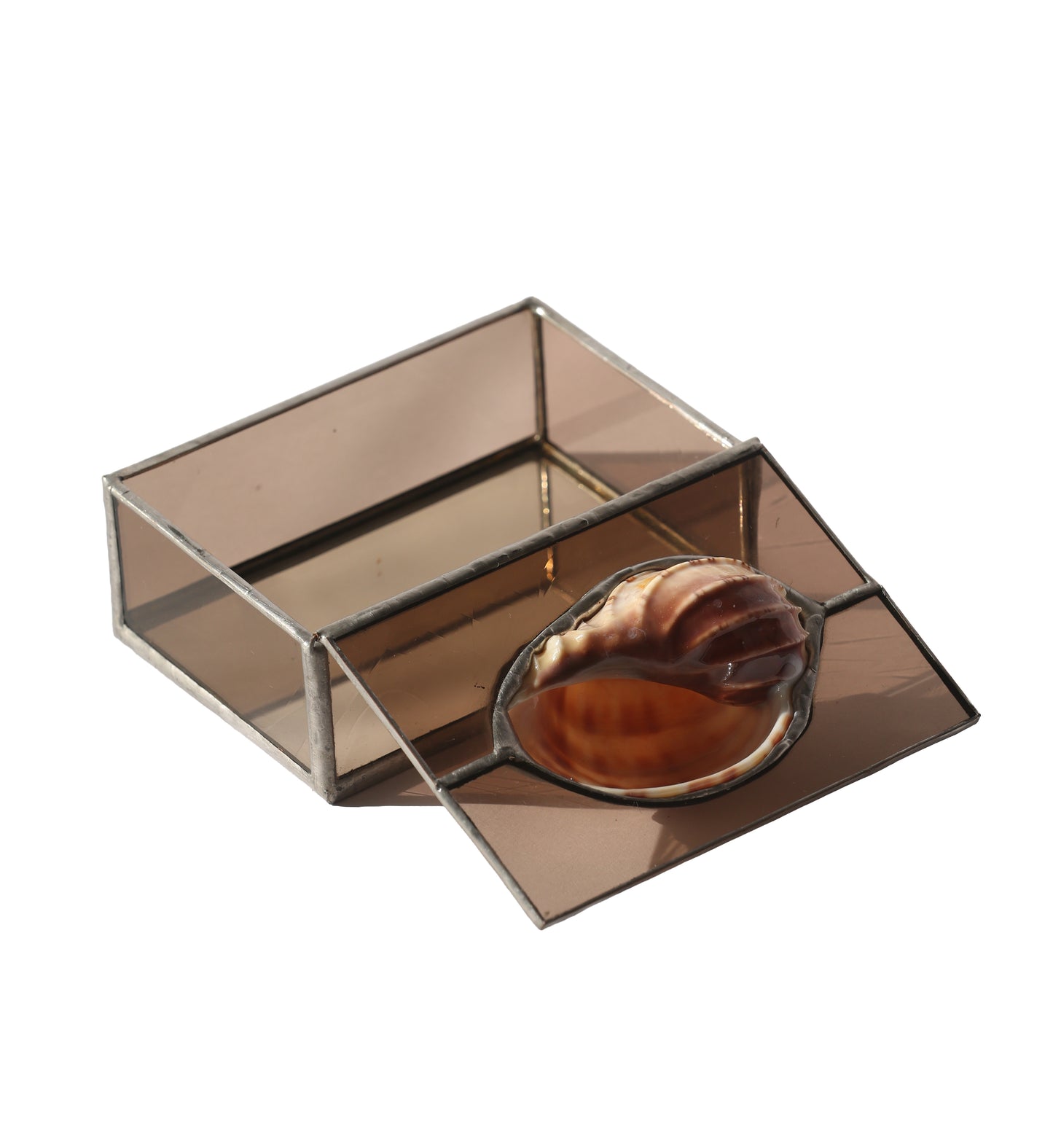 RARE David's Harp Shell Glass Box