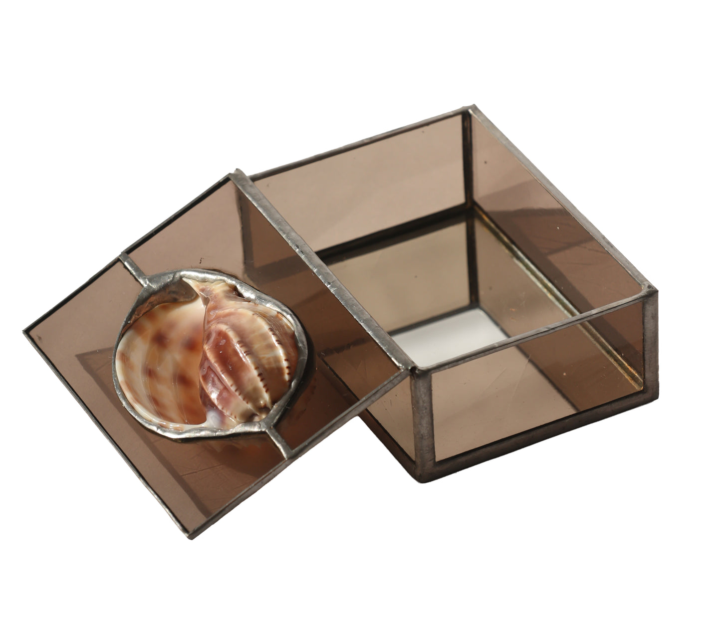 RARE David's Harp Shell Glass Box