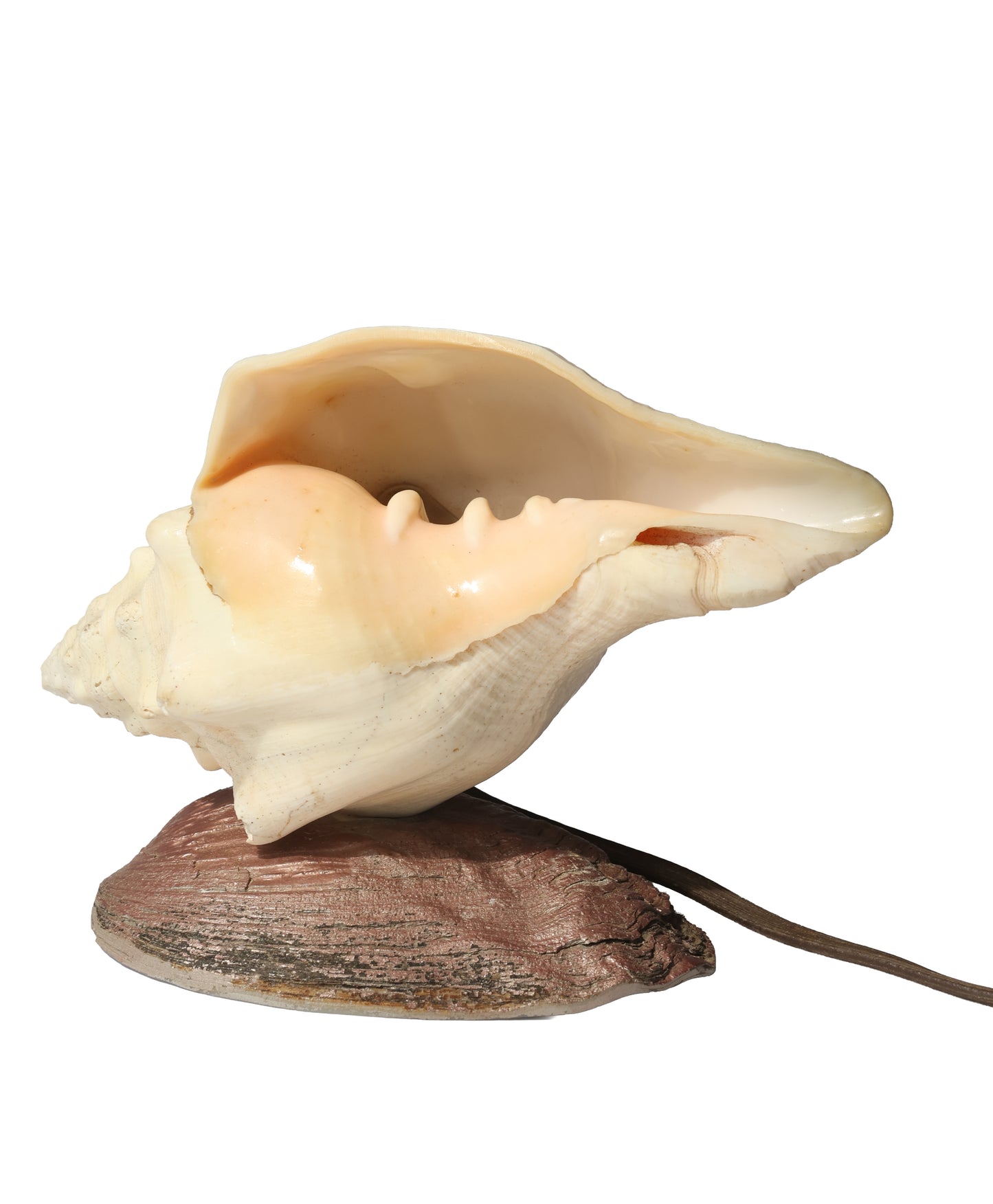 Vintage Whelk Conch & Abalone Shell Lamp