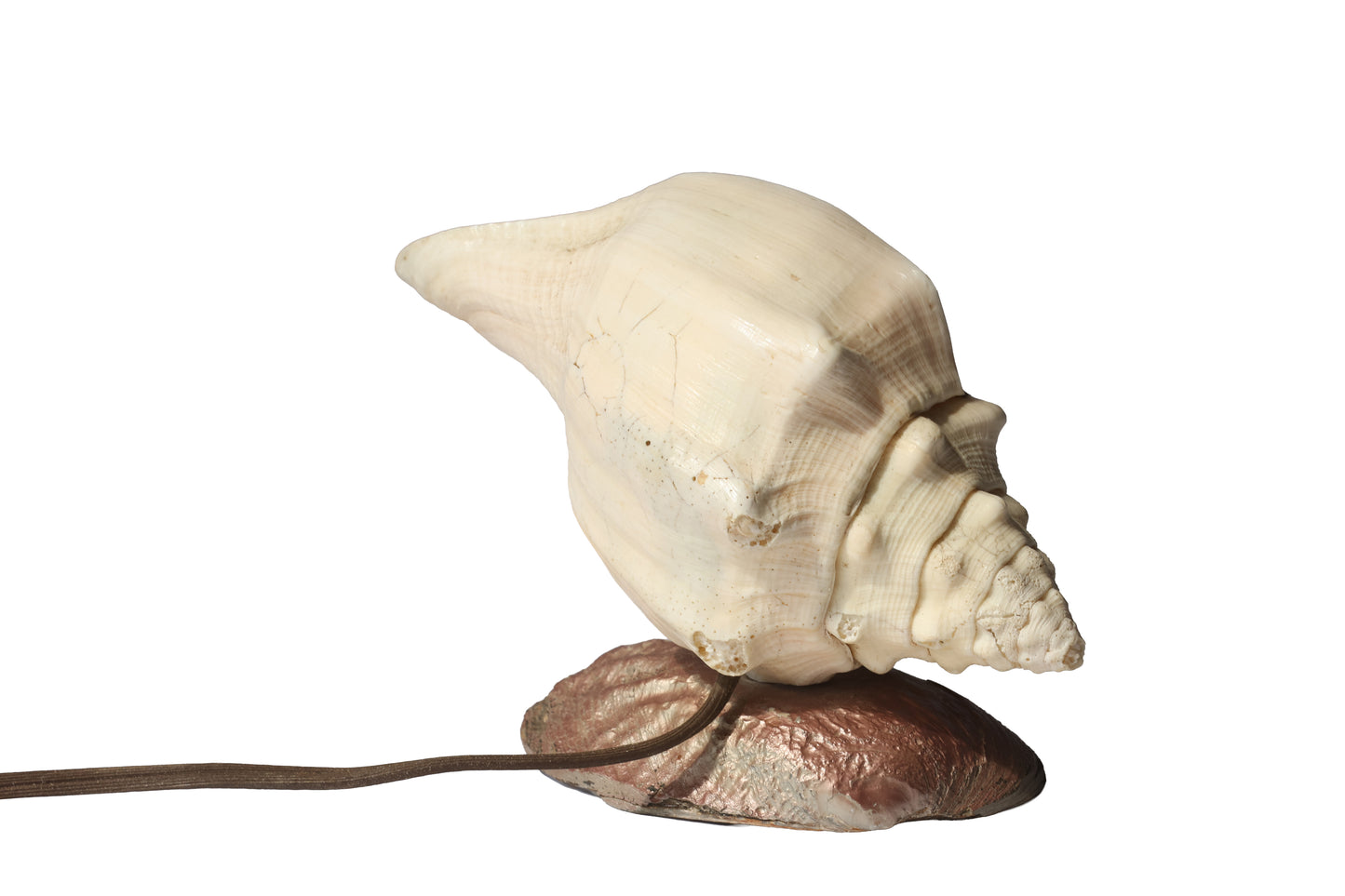 Vintage Whelk Conch & Abalone Shell Lamp