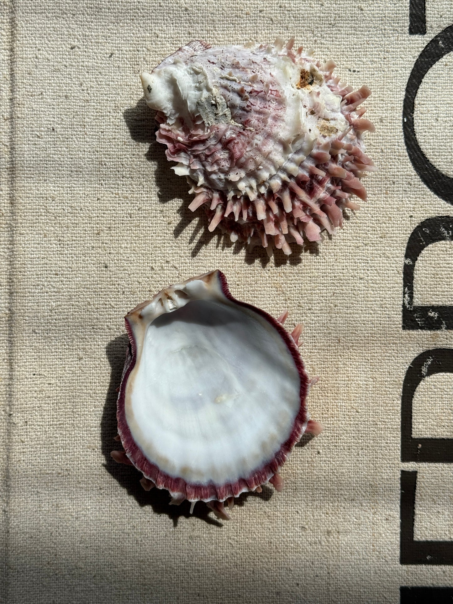 Spondylus Scallop Specimen