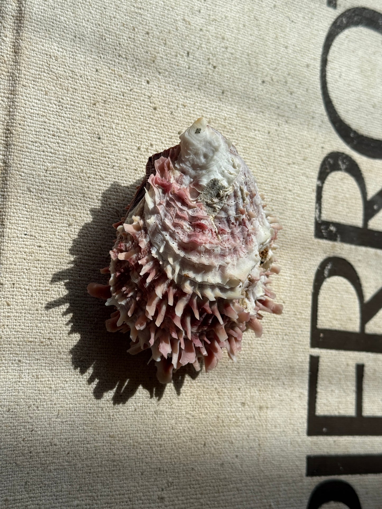 Spondylus Scallop Specimen