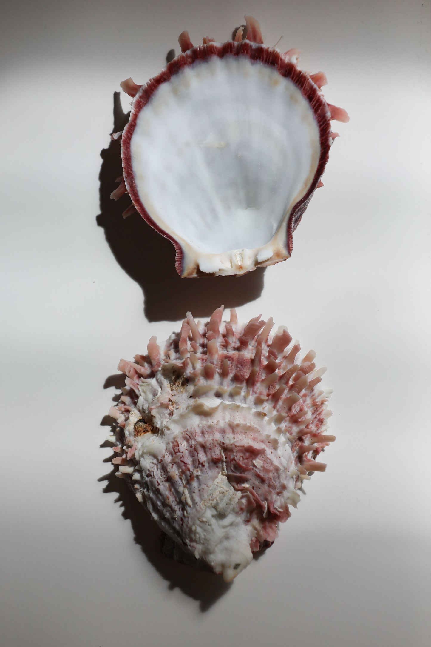 Spondylus Scallop Specimen